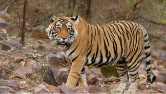Wildlife,animal habitat,India tour,travel india