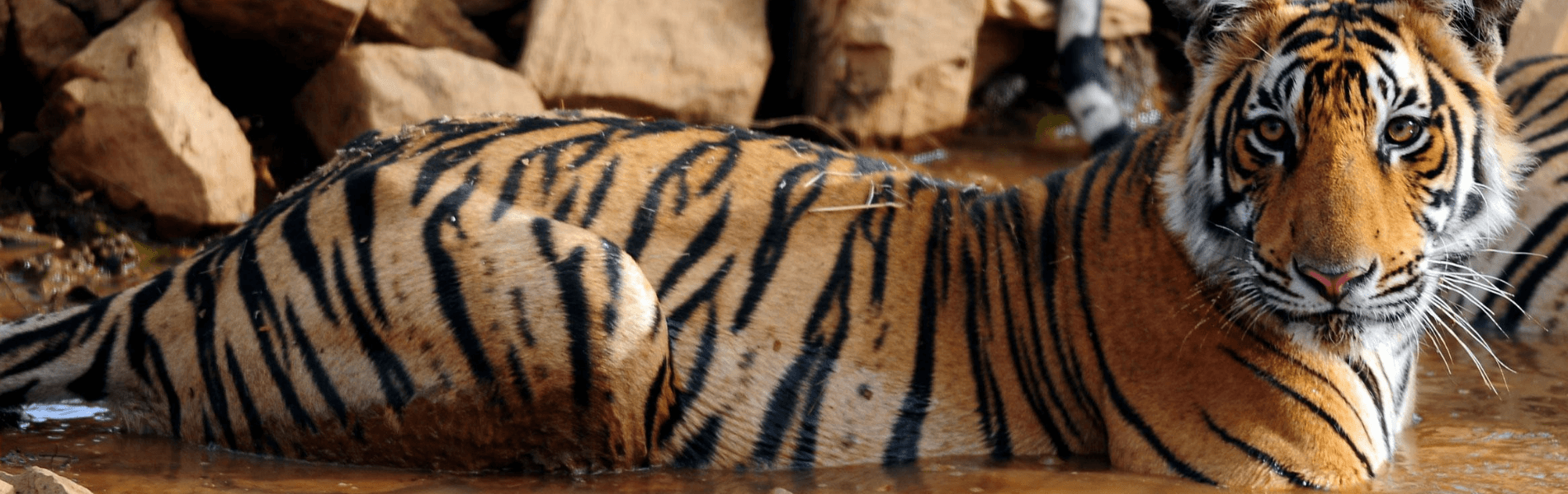 Golden Triangle with Tiger Safari, tiger safari tour india
